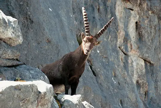 Tierische Bewohner in den Bergen