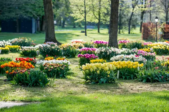 Die Tulpenblüte im Gräflichen Park