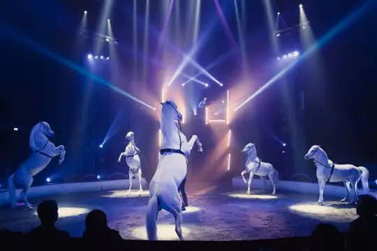 Knies Pferde-Freiheit