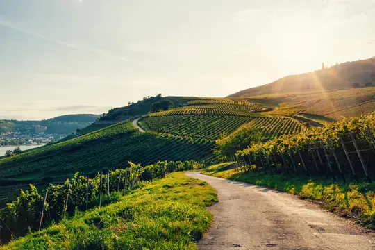 Rheingau