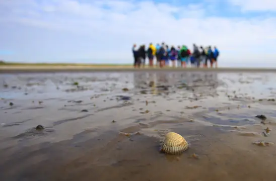 Auf Wattwanderungen