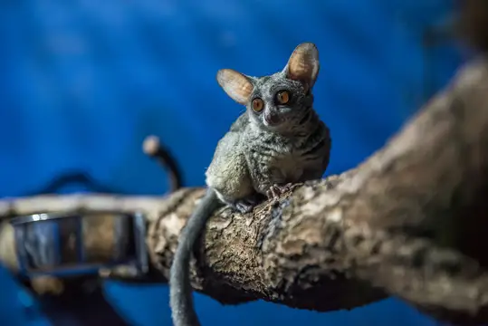 Galago
