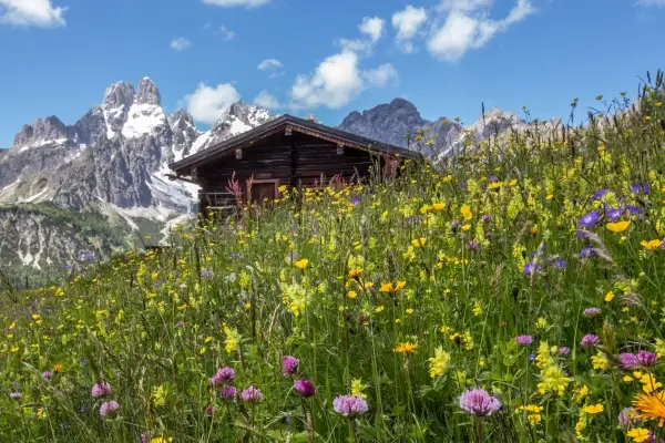 Blütenmeer auf der Alm