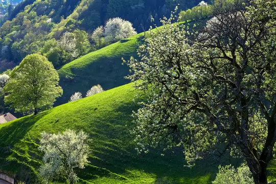 Obstblüte im Münstertal