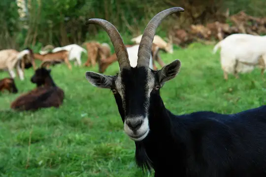 Ferien auf dem Bauernhof