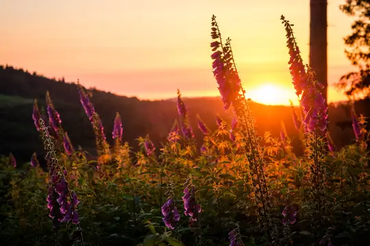 Fingerhutblüte im Sonnenuntergang