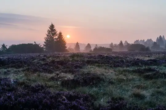 Blühende Hochheide