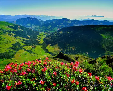 Almrosen Wiedersbergerhorn