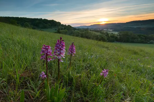 Orchideengebiet Gersheim in der Biosphäre Bliesgau