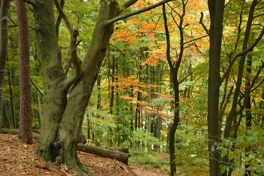 Typischer Buchenwald in der nördlichen Biosphäre Bliesgau