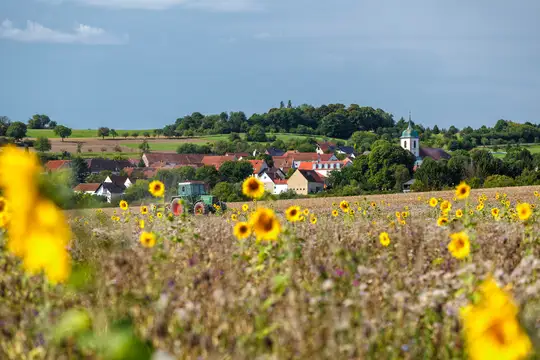 Sonnenblumenfeld mit Landwirtschaft bei Medelsheim im Sommer