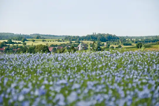 Blühendes Leinfeld bei Medelsheim im Sommer