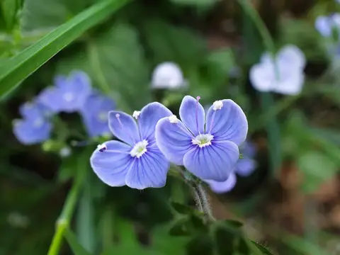Gemander Ehrenpreis - Männertreu