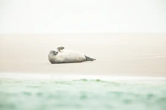 Seehund am Borkumer Nordstrand