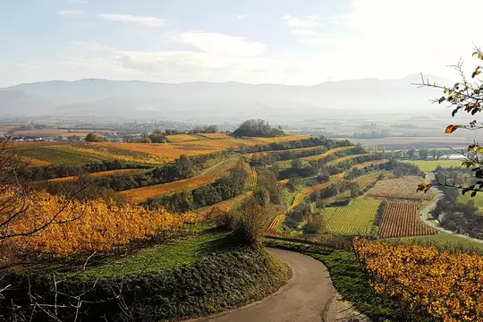 Herbstliche Weinberge am Tuniberg