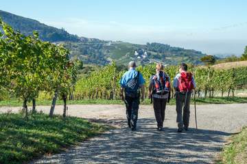 Wanderer in den Reben bei Bühlertal