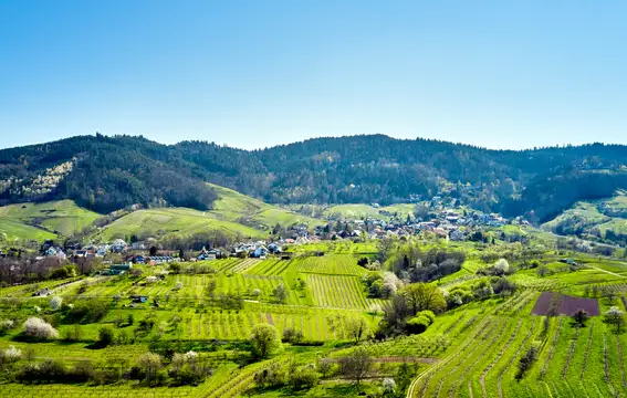 Weingenuss im Weinberg