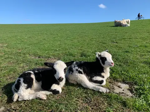 Lämmer am Deich in Dangast