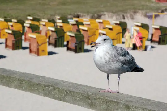Möwe am Ostseestrand