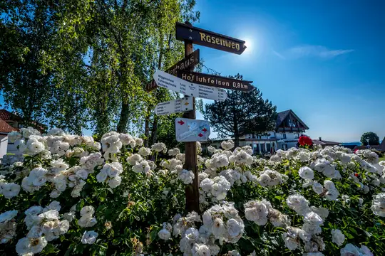 Der Rosenwanderweg im Rosendorf Nöggenschwiel – eine Augen- und Duftweide