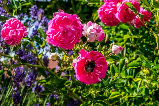 Ein Hummeltummelplatz – die Königin der Blumen wird in Nöggenschwiel verehrt