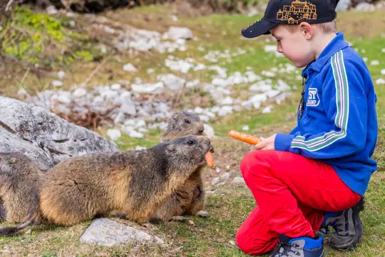 Murmeltiersafari in Filzmoos