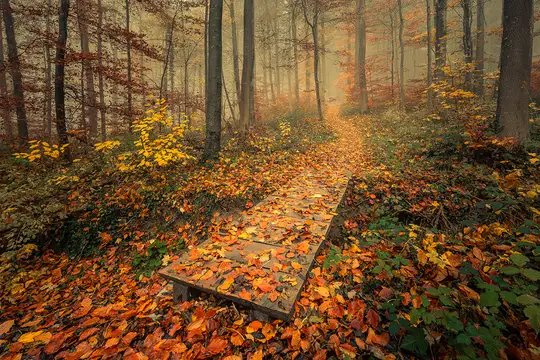 Mystische Herbststimmung am Gehrenberg