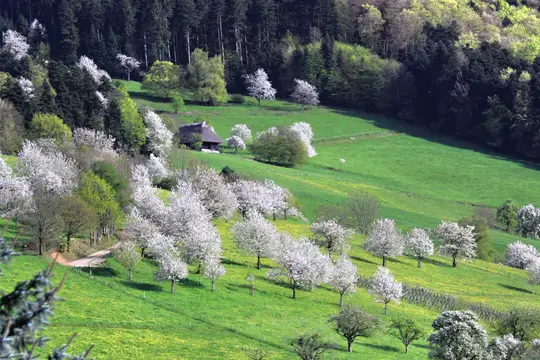 Frühlingsidyll im Glottertal
