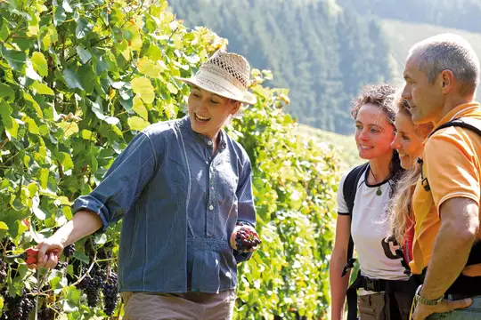 Führung durch die Weinberge