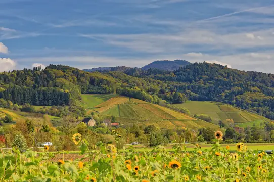 Bunte Weinberge im Herbst