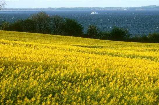 Rapsblüte