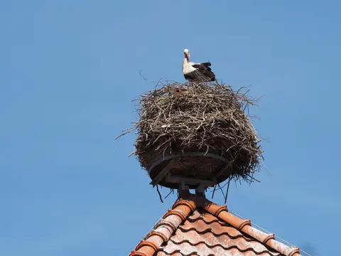 Storchennest