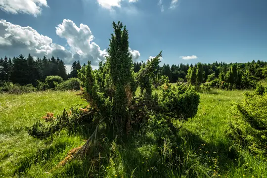 Wachholderheide