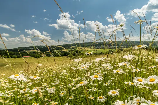 Blumenwiese bei Irmtraut