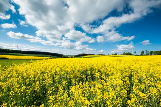 Hunsrücker Frühlingslandschaft