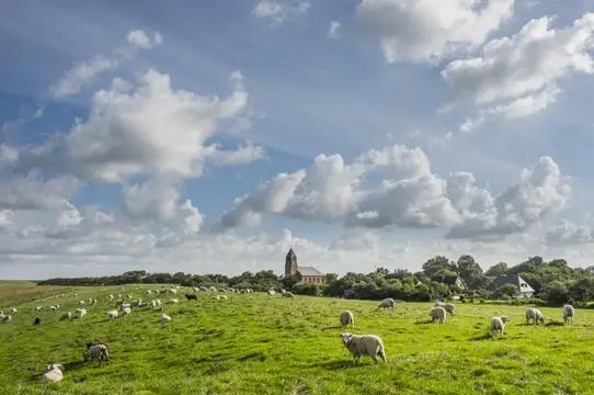 Typisch Nordfriesland, typisch Husumer Bucht - Deich, Schafe, Meer