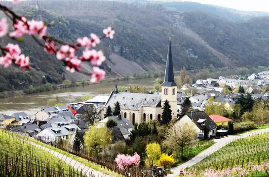 Frühlingslandschaft Kröv