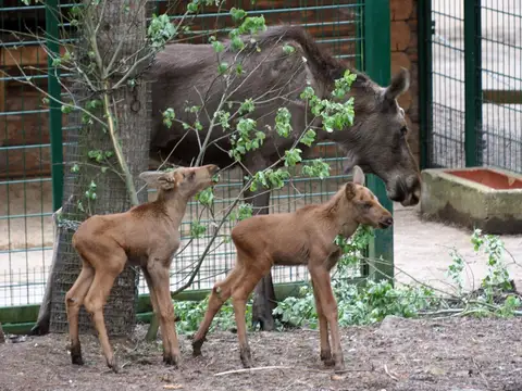Junge Elche im Bayerwald-Tierpark