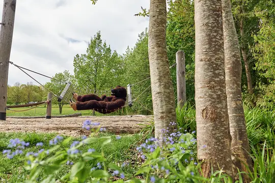 Bärtl Bär in der Hängematte