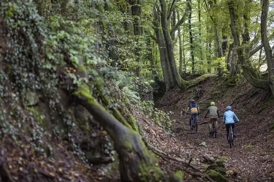 Mountainbiken in den Spessartwäldern