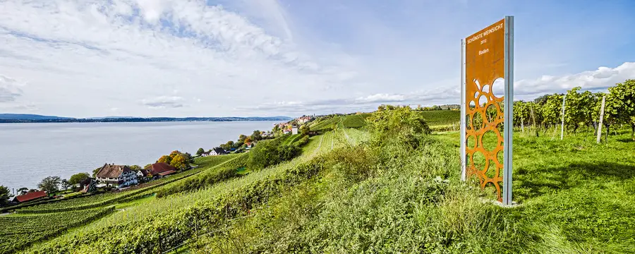 Weinberge Meersburg