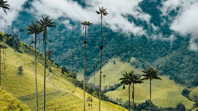 Ikonische Wachspalmen im Cocora Tal in Kolumbien
