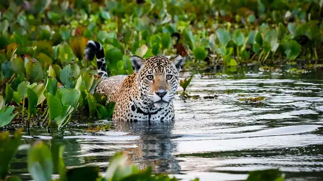 Jaguar im Wasser