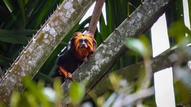 Goldkopflöwenäffchen auf einem Ast