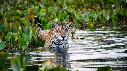 Jaguar im Wasser