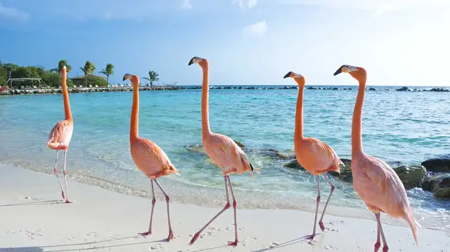Flamingos am Strand