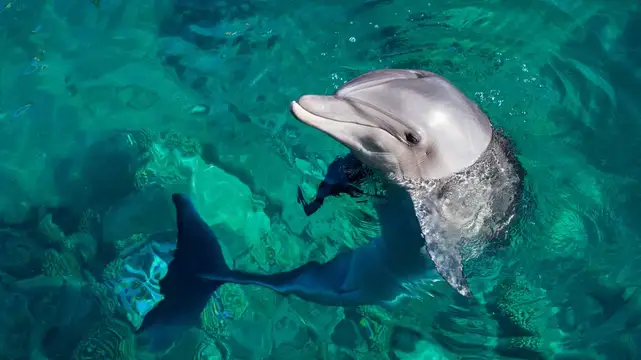 Delfine – Unterwasserwelt in der Südsee