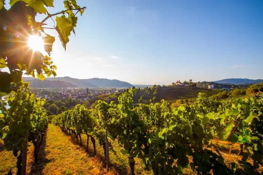 Weinreben bei Gengenbach