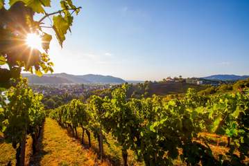 Weinreben bei Gengenbach