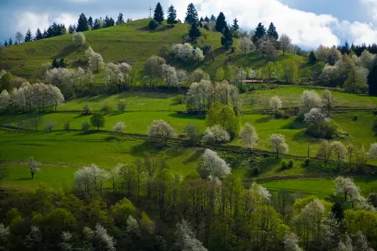 Frühling auf dem Köpfle